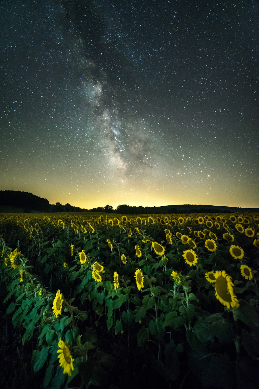The Milky Way core rising above a field of sunflowers at night, photographed with a 14 mm lens: the whole galactic arch fits in the frame above a wide foreground